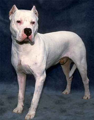 DOG ARGENTINIAN